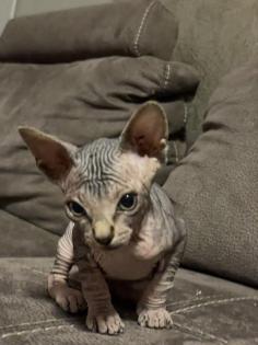 Kanadische Sphynx Katzenbabys