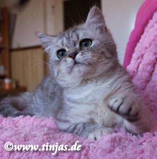 Britisch Kurzhaar Kater in blue silver tabby