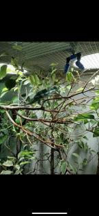 Pantherchamäleon mit Terrarium