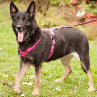 ELISA - weiblich 8 Jahre 58 cm 33 kg Schäferhund Gechipt Nicht kastriert