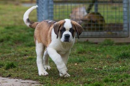 St. Bernhardshund Bernhardiner