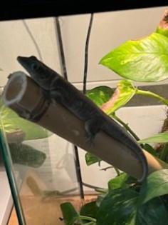 Phelsuma Standingii Taggecko Nachzucht