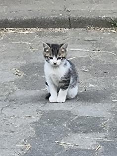 Katzen Kinder vom Bauernhof ab sofort abzugeben
