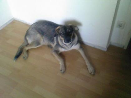 Lieber Schäfer-Husky-Mix 2Jahre