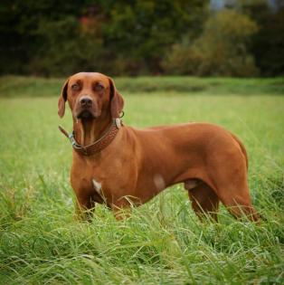 Rhodesian Ridgeback Deckrüde Livernose