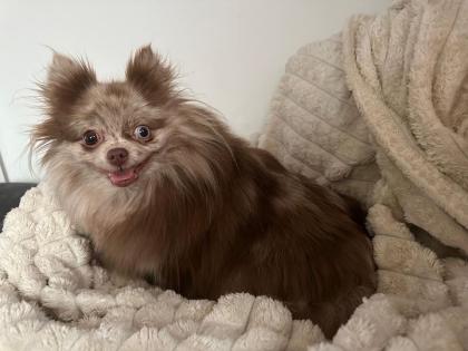 Pomeranian Zwergspitz Hündin in merle