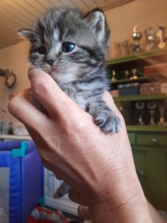 Zauberhafter kleiner BKH Kater mit Ahnentafel, geimpft, entwurmt, gechipt, kastriert, aus HCM