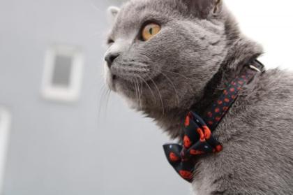 Bkh Deckkater