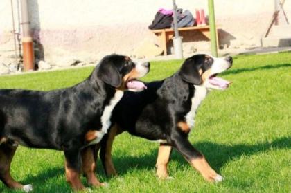 Grosser Schweizer Sennenhund FCI Welpe