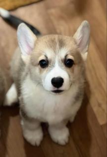Welsh Corgi Pembroke