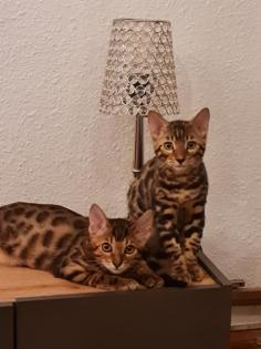 Bengal katzen