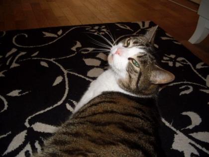 Verschmuste Brüder 8 Jahre suchen ein eues, liebevolles zu Hause.
