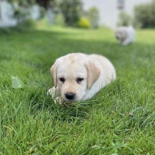 Labrador Welpen suchen ein Zuhause