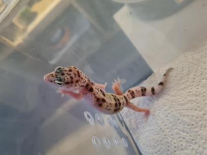 Leopardgeckos NZ 21, 0. 1
