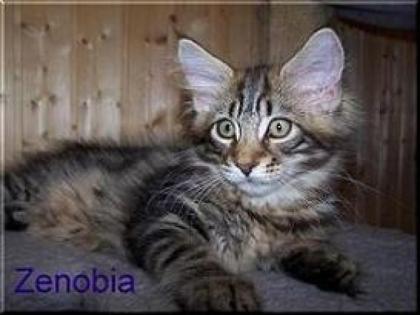 Maine Coon Zaubermaus