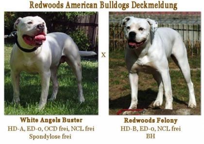 American Bulldog Welpen