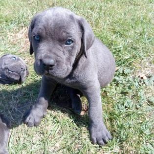 Tolle Cane Corso Welpen