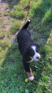 Berner Sennenhund Welpen