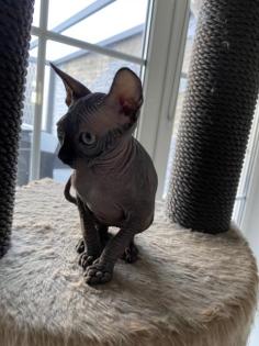 Kanadische Sphynx Kitten