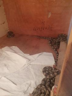 Boa constrictor nz 22