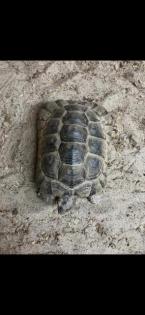 Maurische Landschildkröten