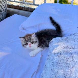 Exotic Shorthair Kitten männlich Fibie sucht eine neue Familie - mit Stammbaum