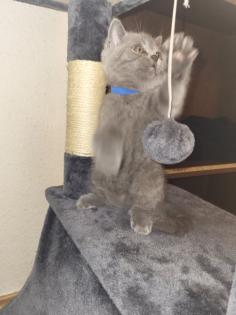 BKH KITTE Britisch Kurzhaar KATZENBABY