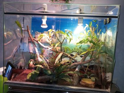 Terrarium incl. 2 Phelsumen Madagaskar Taggecko