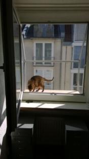 Katzenloggia, Fensterbalkon für Katzen, Katzenbalkon