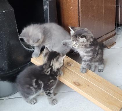 4 Kitten suchen ein neues Zuhause