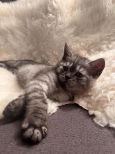 Baby kitten