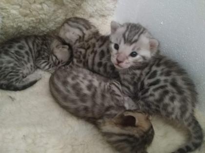 Reinrassige Bengal Kitten