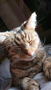Kater seit 25. 08. 2023
