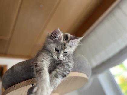 Maine Coon Kitten black silver torbie und red silver sehr hell mit Stammbaum