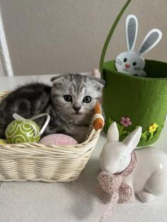 Bkh kitten Black Silver Tabby cl. Whiskas mit Stammbaum