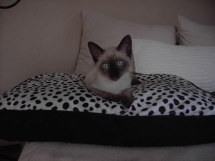 Siam-Thai Katze