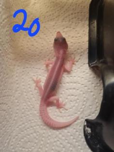 Leopardgeckos NZ 22, 0. 1