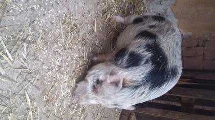Minischwein Eber sucht dringend neues Zuhause