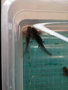 Axolotl Nachwuchs abzugeben