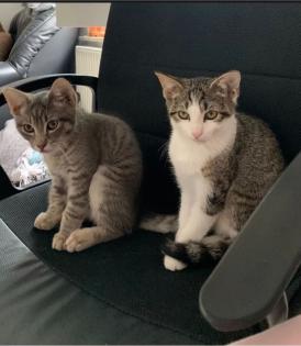 Zwei katzen zu verkaufen