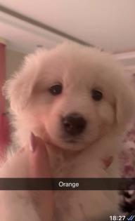 Goldendoodle Medium Samojede