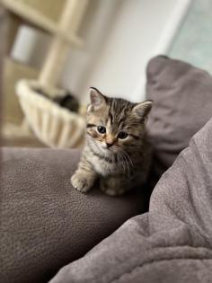 Bkh kitten Black Silver Tabby cl. Whiskas mit Stammbaum