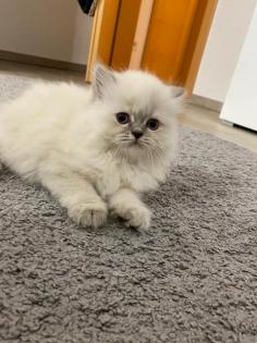 Perser Kitten