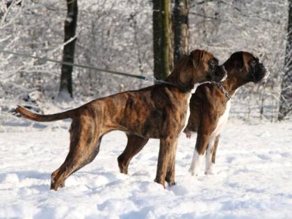Boxerwelpen mit VDH- Papiere