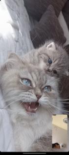 BKH kitten mit blauen Augen