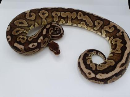 1. 0 Cinnamon Hidden Gene Woma het Piebald Königspython