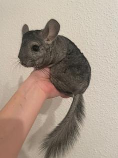Zahme Chinchilla mit Käfig und Zubehör