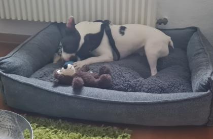 Französische Bulldogge