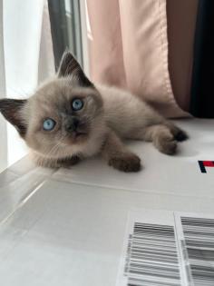 Kitten Abgabebereit