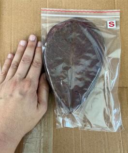 Seemandelbaumblätter Gr. S od, M 1 Paket 10Stk Aquarium Garnele